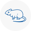 Rat Control Spelthorne